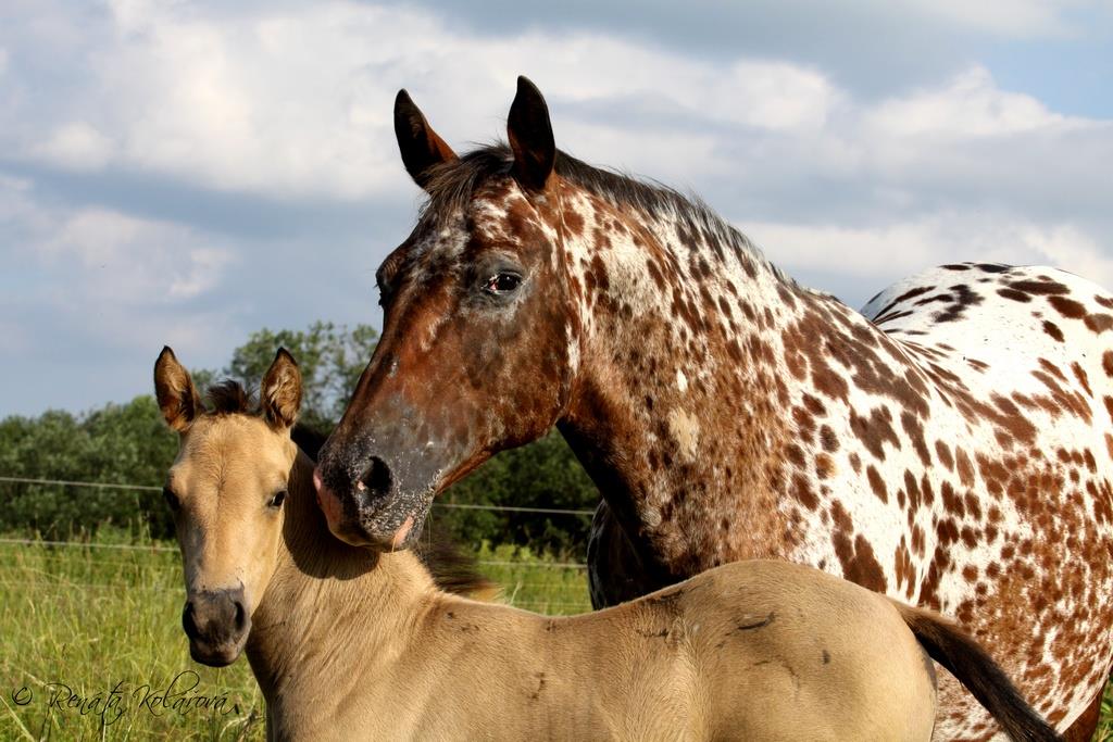 Quality Foundation Appaloosa Horses